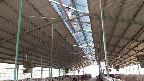 超大型工业吊扇是奶牛场降温除湿的一把利器